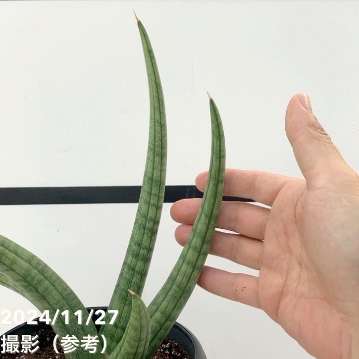 現品お届け】サンスベリア 5号 龍の爪（Dragon nail）黒プラ鉢（S134