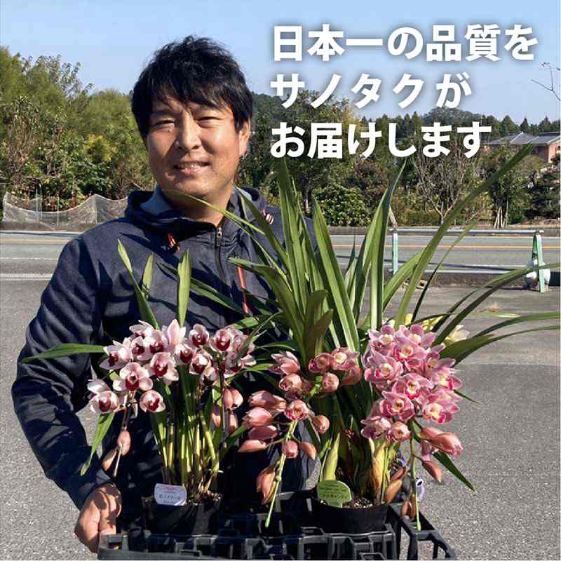 テーブルシンビジューム 白系 2本立アーチ 5号 ※お届けに10日程度