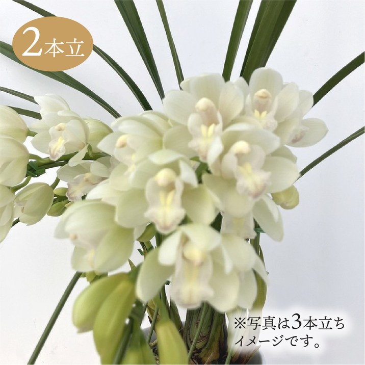 テーブルシンビジューム 白系 2本立アーチ 5号 ※お届けに10日程度