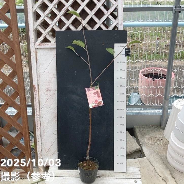 サワーチェリー 酸果桜桃 モンモレンシー 4.5号｜果樹04-PA | 果樹