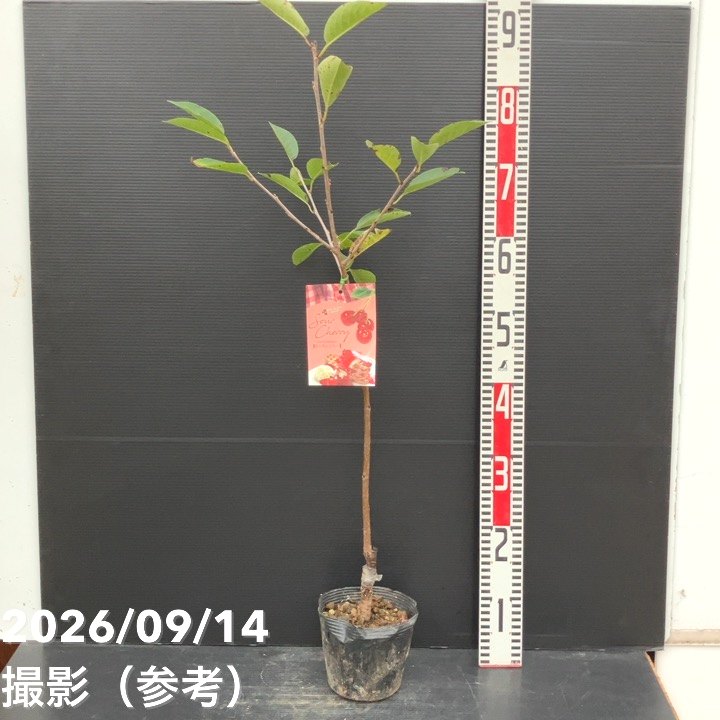 【秋セール10%OFF!11/1まで】サワーチェリー 酸果桜桃 モンモレンシー 4.5号|果樹10-TU