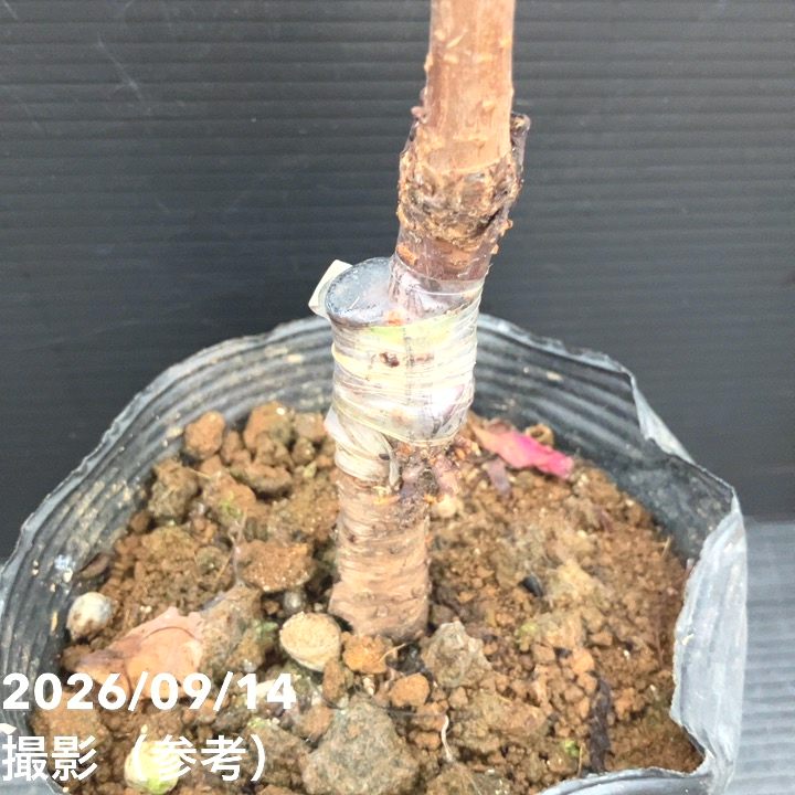 【秋セール10%OFF!11/1まで】サワーチェリー 酸果桜桃 モンモレンシー 4.5号|果樹10-TU