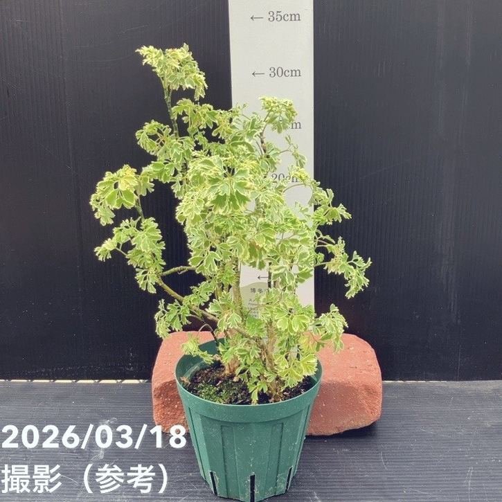 斑入りポリシャス（ポリスキアス）スノープリンセス 4号｜観葉10-TU
