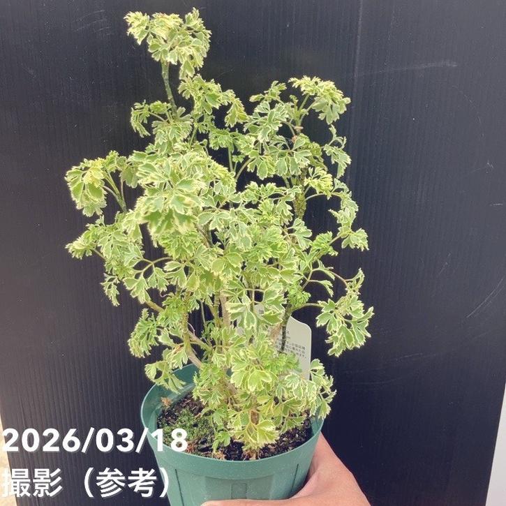 斑入りポリシャス（ポリスキアス）スノープリンセス 4号｜観葉10-TU