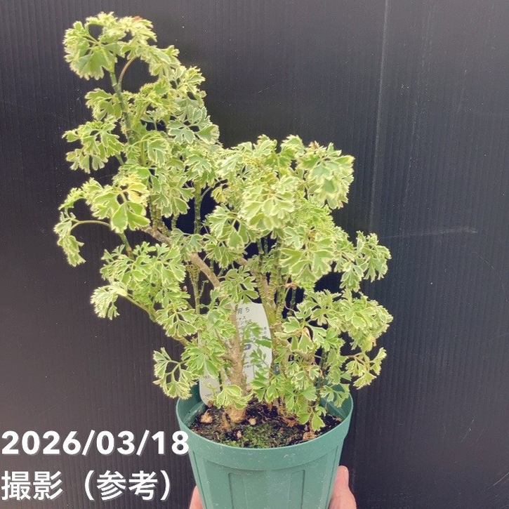 日本製　フェイクグリーン　ポリシャス　ポリスキアス　鉢カバー付 斑入りポリシャス（ポリスキアス）スノープリンセス 4号｜観葉10-TU