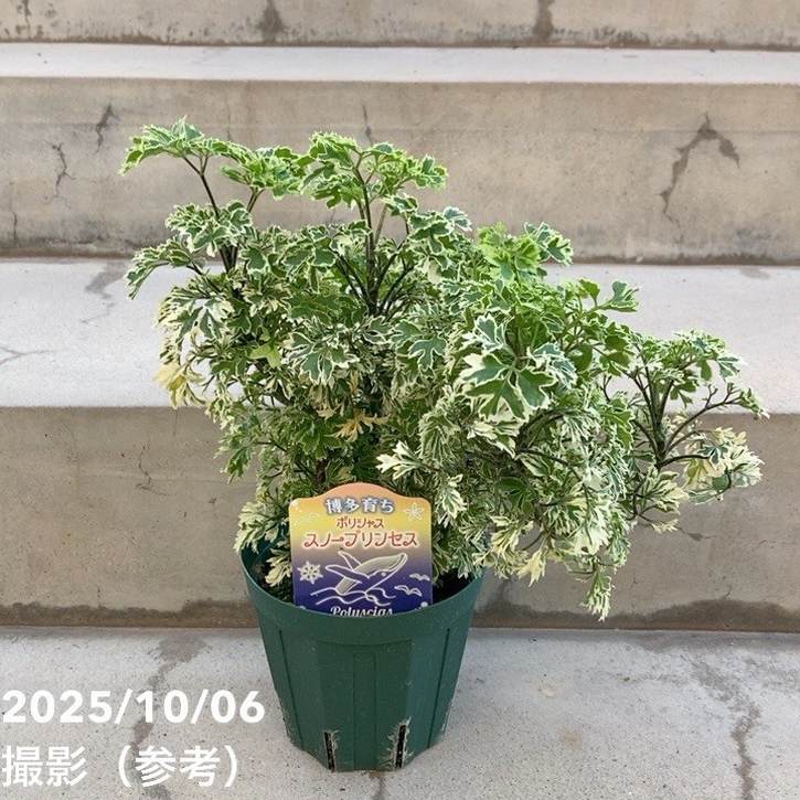 ポリシャス　スターシャイン　曲がり　盆栽 おしゃれ 観葉植物 ポリシャス スターシャイン*陶器鉢 受皿付 大型