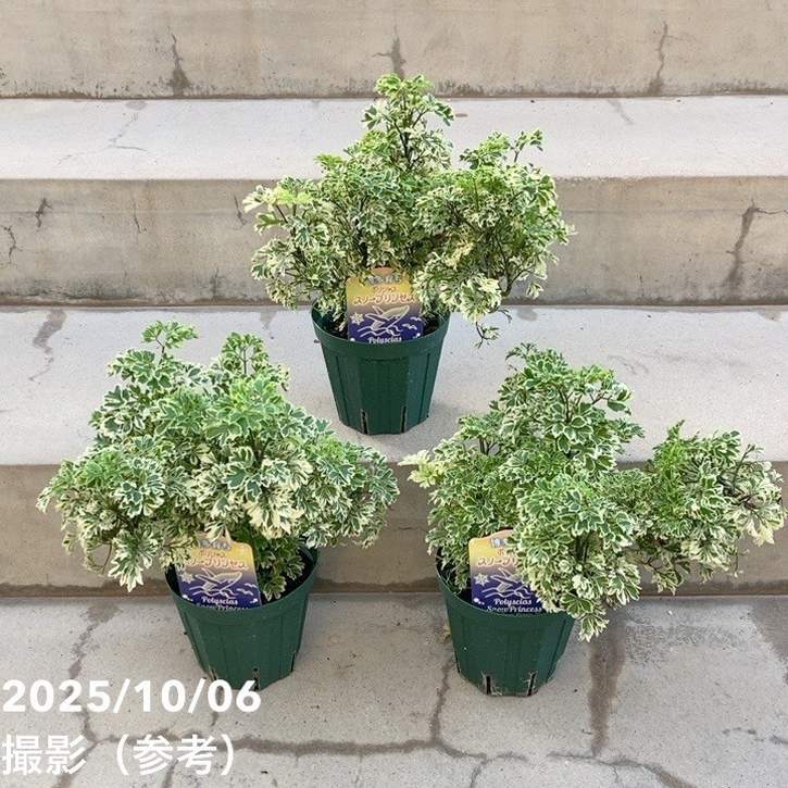 斑入りポリシャス（ポリスキアス）スノープリンセス 4号｜観葉10-TU