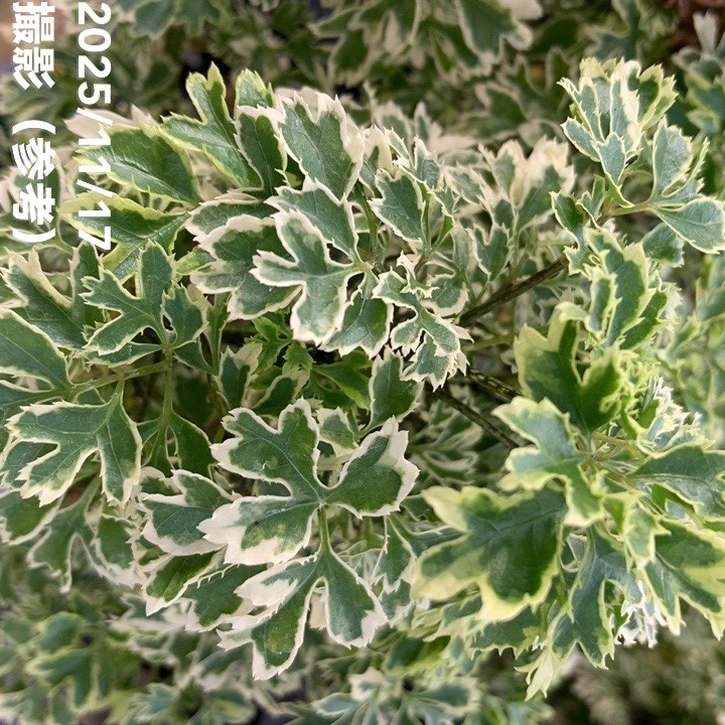 斑入りポリシャス（ポリスキアス）スノープリンセス 4号｜観葉10-TU