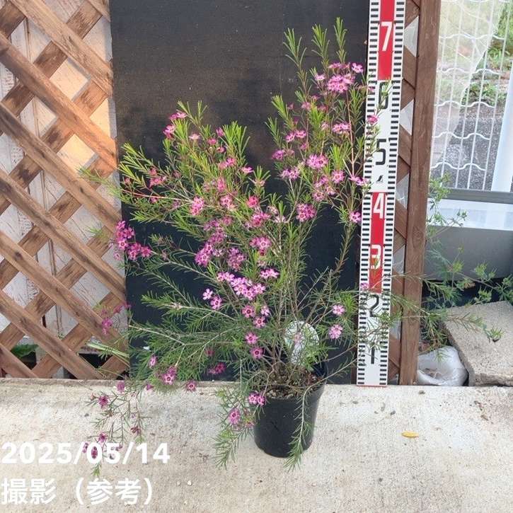 ワックスフラワー 5号｜花木04-PA | 草花 | 赤塚植物園