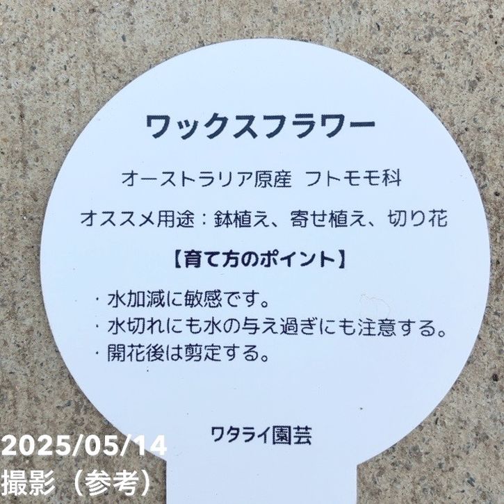 ワックスフラワー 5号｜花木04-PA | 草花 | 赤塚植物園