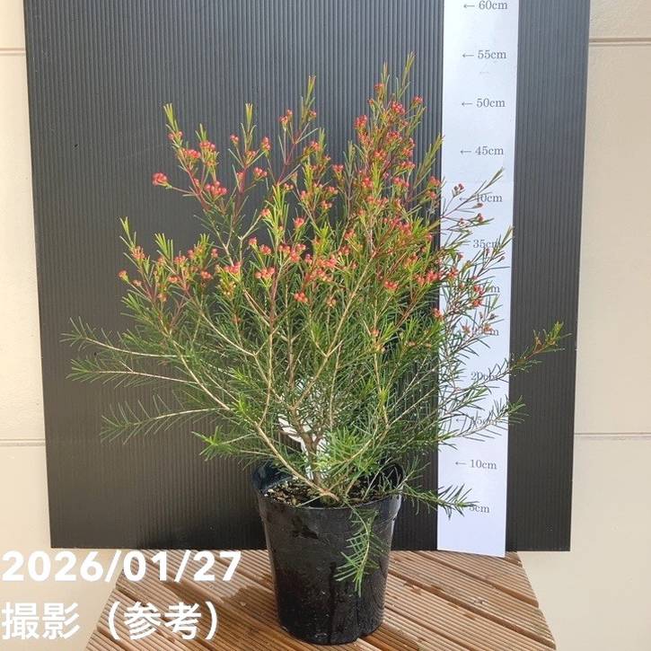ワックスフラワー 5号｜花木04-PA | 草花 | 赤塚植物園オンライン 花の