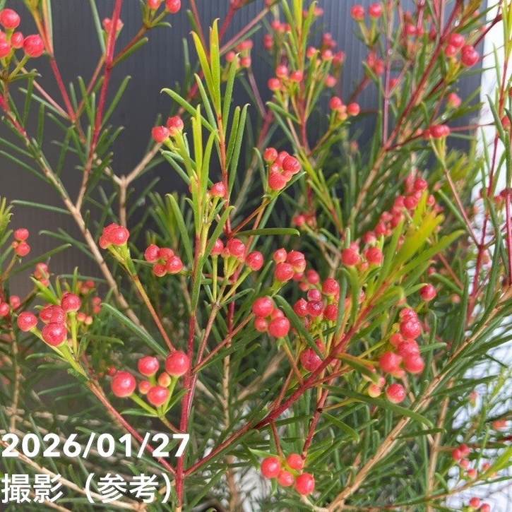 ワックスフラワー 5号｜花木04-PA | 草花 | 赤塚植物園オンライン 花の