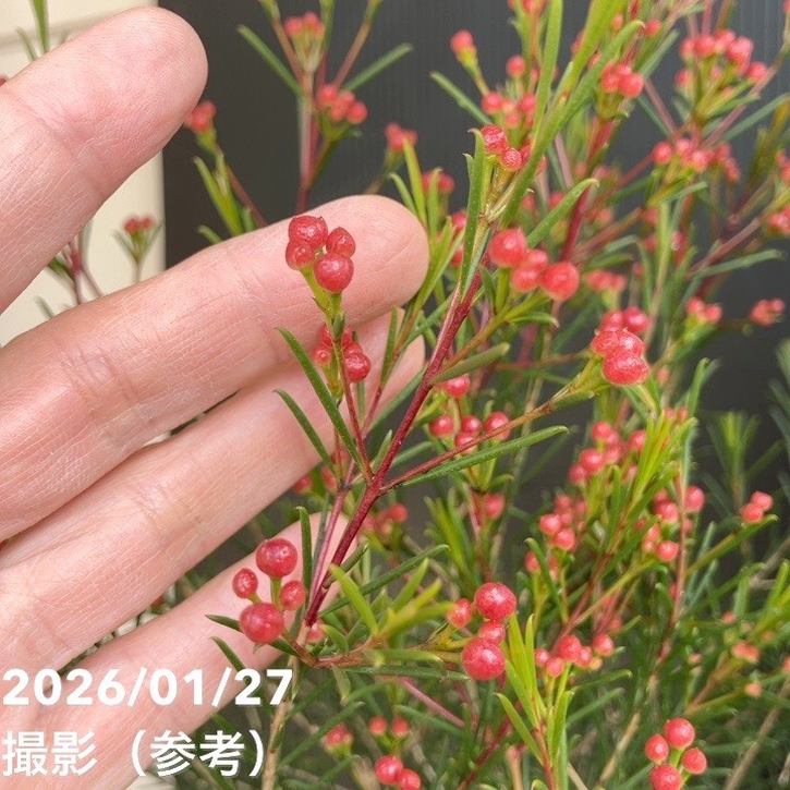 ワックスフラワー 5号｜花木04-PA | 草花 | 赤塚植物園オンライン 花の
