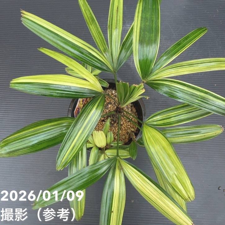 観音竹 瑞晃錦 4号｜観葉10-TU | 観葉・多肉 | 赤塚植物園オンライン