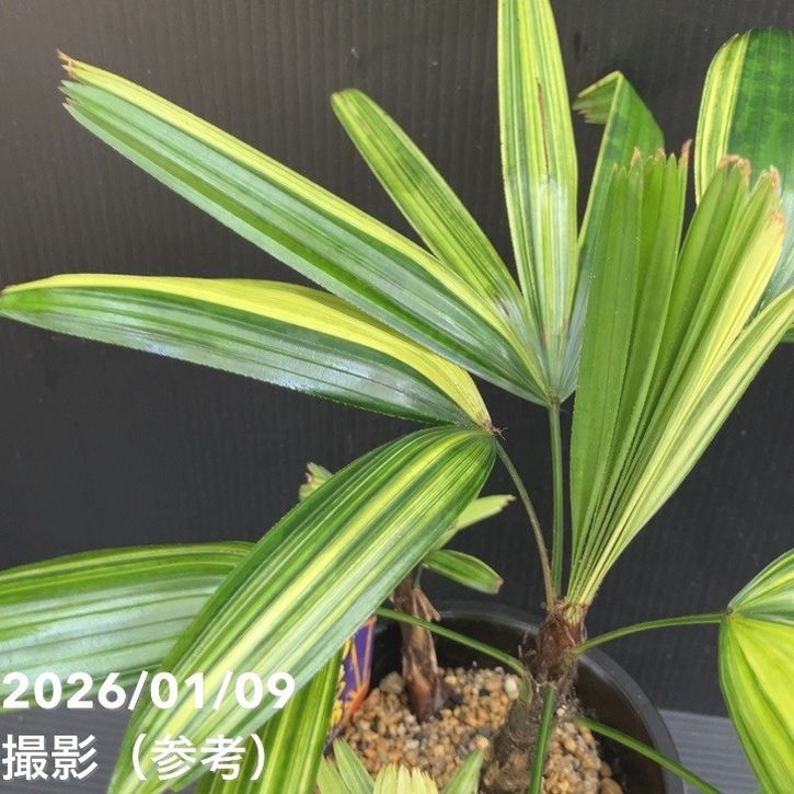 観音竹 瑞晃錦 4号｜観葉10-TU | 観葉・多肉 | 赤塚植物園オンライン