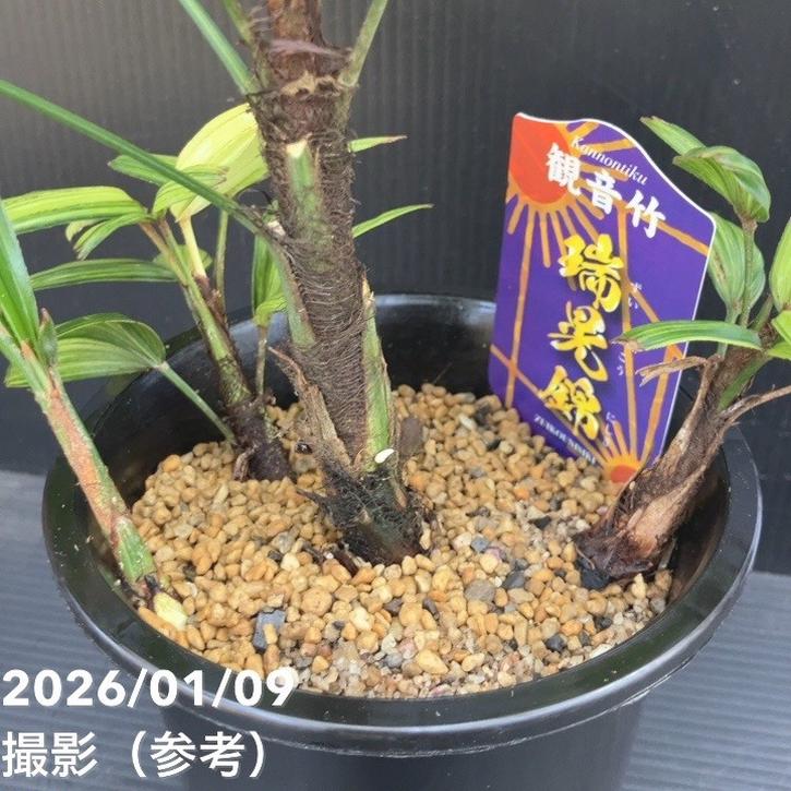 直接取引限定】特大観葉植物!観音竹 約2m60cm 15号サイズ 懸崖鉢