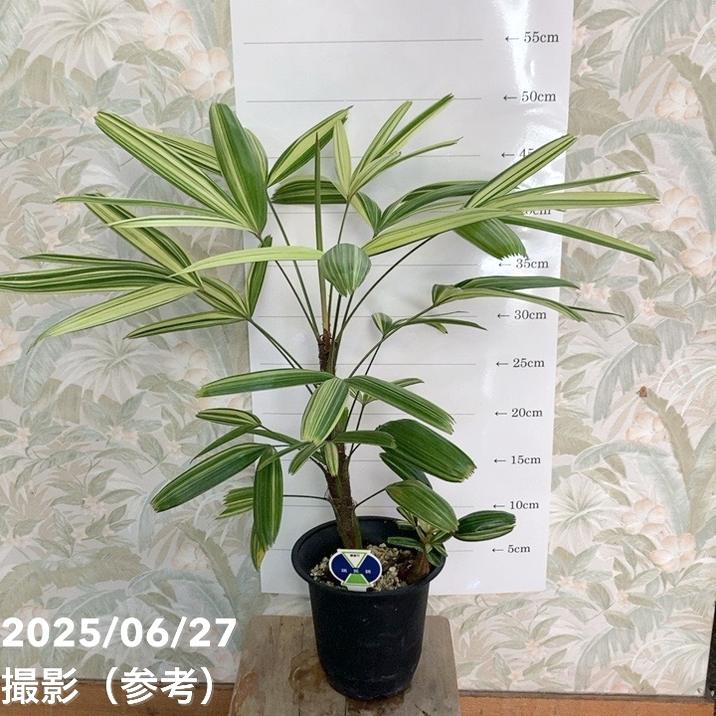 観音竹 瑞晃錦 4号｜観葉04-PA | 観葉・多肉 | 赤塚植物園