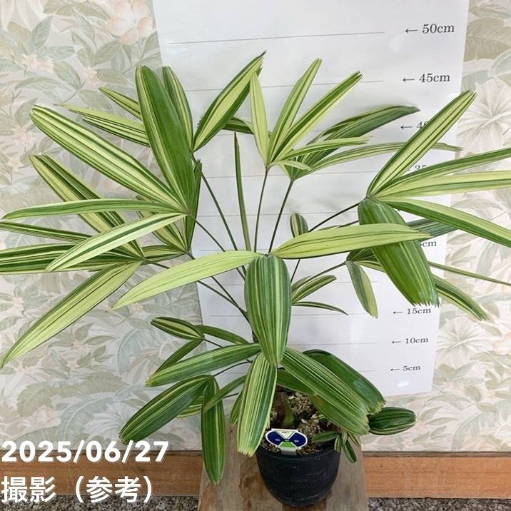 観音竹 瑞晃錦 4号｜観葉04-PA | 観葉・多肉 | 赤塚植物園オンライン