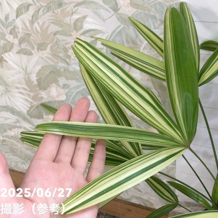 観音竹 瑞晃錦 4号｜観葉04-PA | 観葉・多肉 | 赤塚植物園