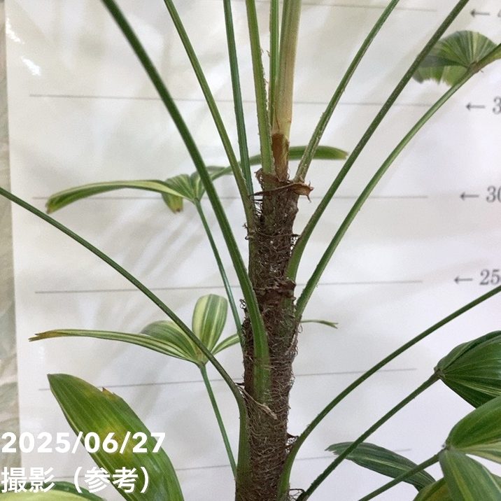 観音竹 瑞晃錦 4号|観葉04-PA | 観葉・多肉 | 赤塚植物園オンライン 観音竹 瑞晃錦 4号|観葉04-PA | 観葉・多肉 | 赤塚植物園オンライン