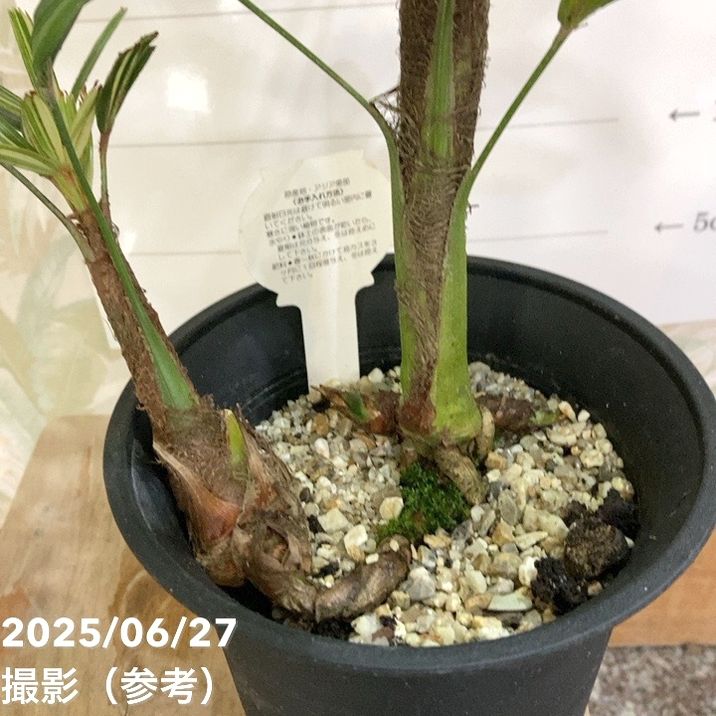 観音竹 瑞晃錦 4号｜観葉04-PA | 観葉・多肉 | 赤塚植物園オンライン