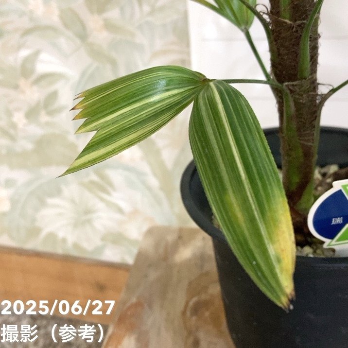 観音竹 瑞晃錦 4号｜観葉04-PA | 観葉・多肉 | 赤塚植物園オンライン