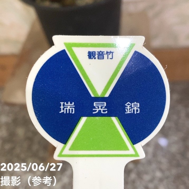 観音竹 瑞晃錦 4号｜観葉04-PA | 観葉・多肉 | 赤塚植物園オンライン