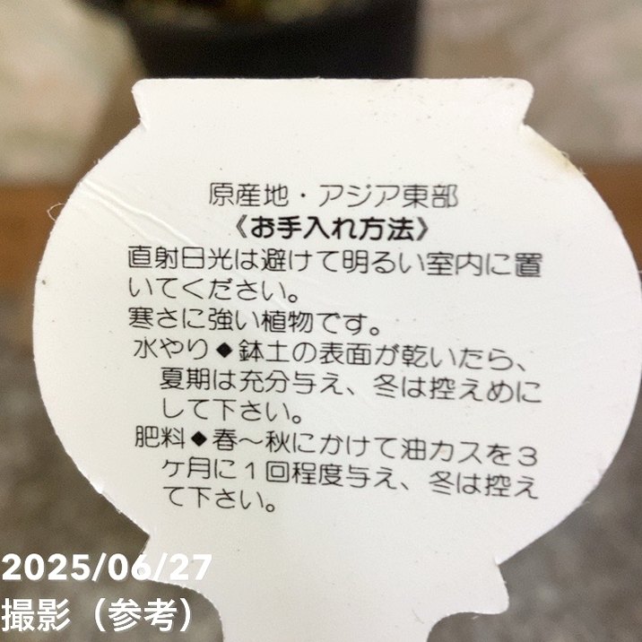 観音竹 高級鉢付き ★引き取り希望★ 楽天市場】カンノンチク 観音竹 8号 鉢カバー付き 送料無料 寒さ