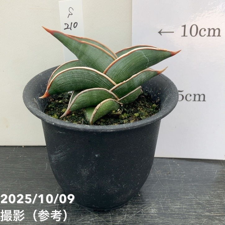 【現品お届け】サンスベリア 3号 ロリダ (S210)|観葉02-D2