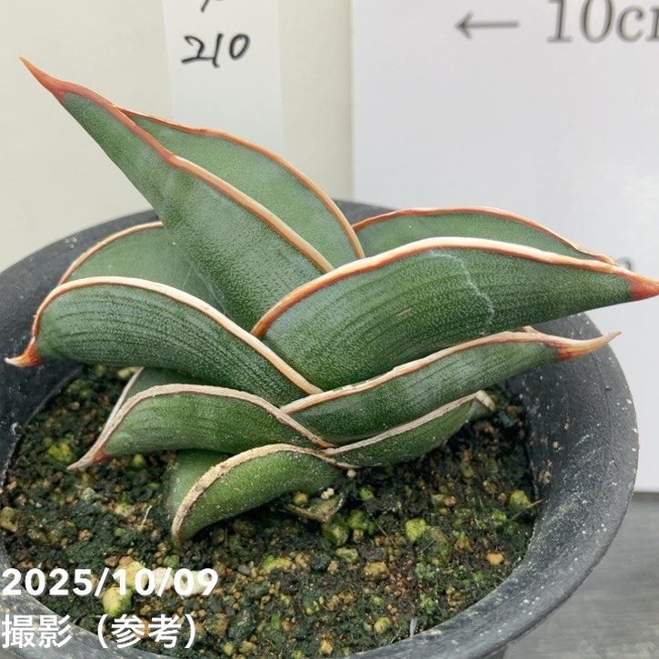 【現品お届け】サンスベリア 3号 ロリダ (S210)|観葉02-D2