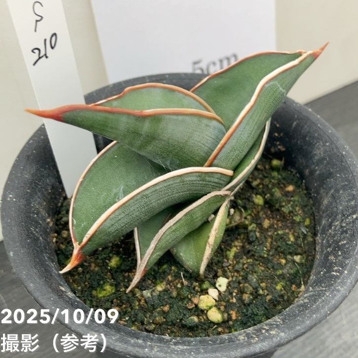 【現品お届け】サンスベリア 3号 ロリダ (S210)|観葉02-D2