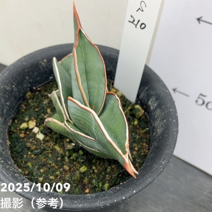 現品お届け】サンスベリア 3号 ロリダ （S210）｜観葉02-D2