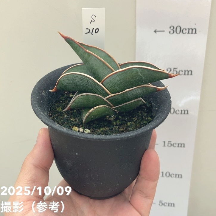 【現品お届け】サンスベリア 3号 ロリダ (S210)|観葉02-D2