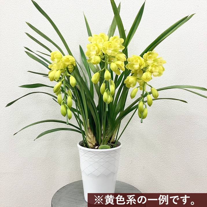 シンビジューム 黄色系 アーチ仕立て 3本立 7号陶器鉢|s200|洋蘭10-TO