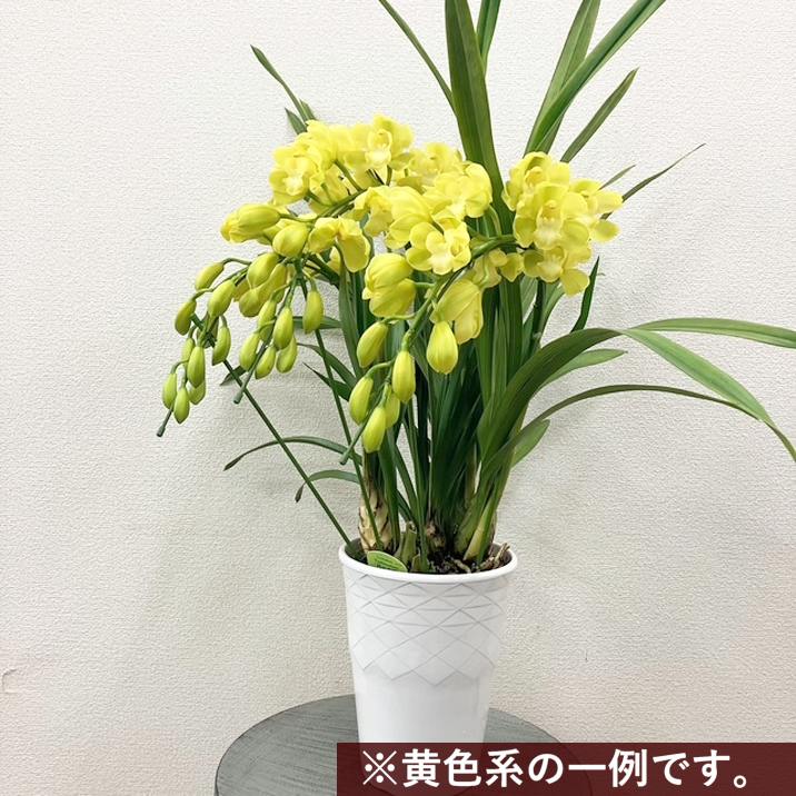 シンビジューム 黄色系 アーチ仕立て 3本立 7号陶器鉢|s200|洋蘭10-TO