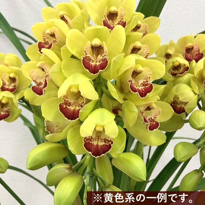 シンビジューム 黄色系 アーチ仕立て 3本立 7号陶器鉢|s200|洋蘭10-TO