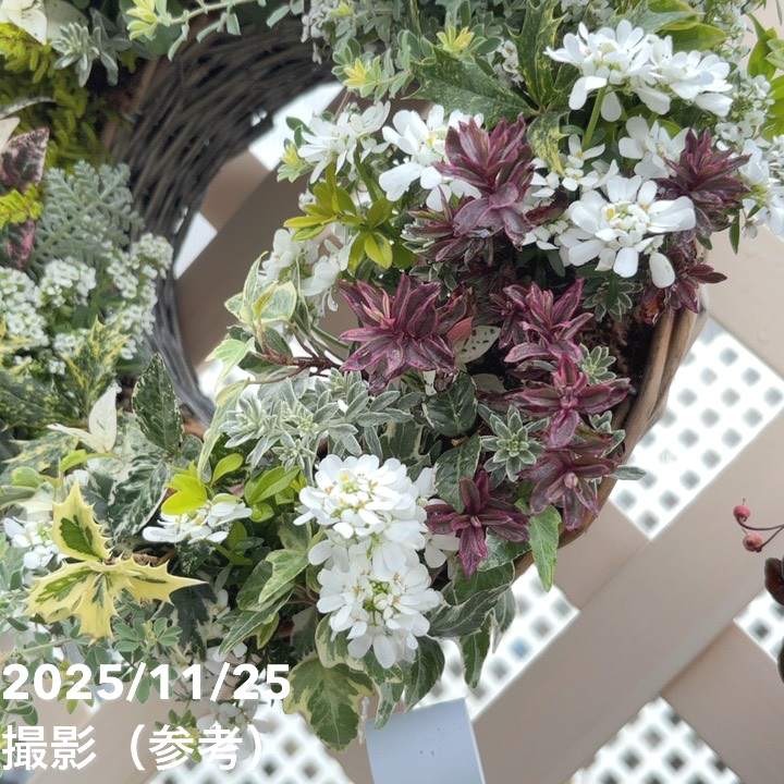 【現品お届け】彩り豊かな季節の寄せ植えリース AS8|草花04-PA