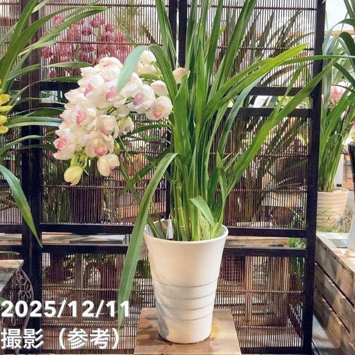 シンビジューム アーチ 7号陶器鉢 4本立 ピンクペルペチュエル｜s200