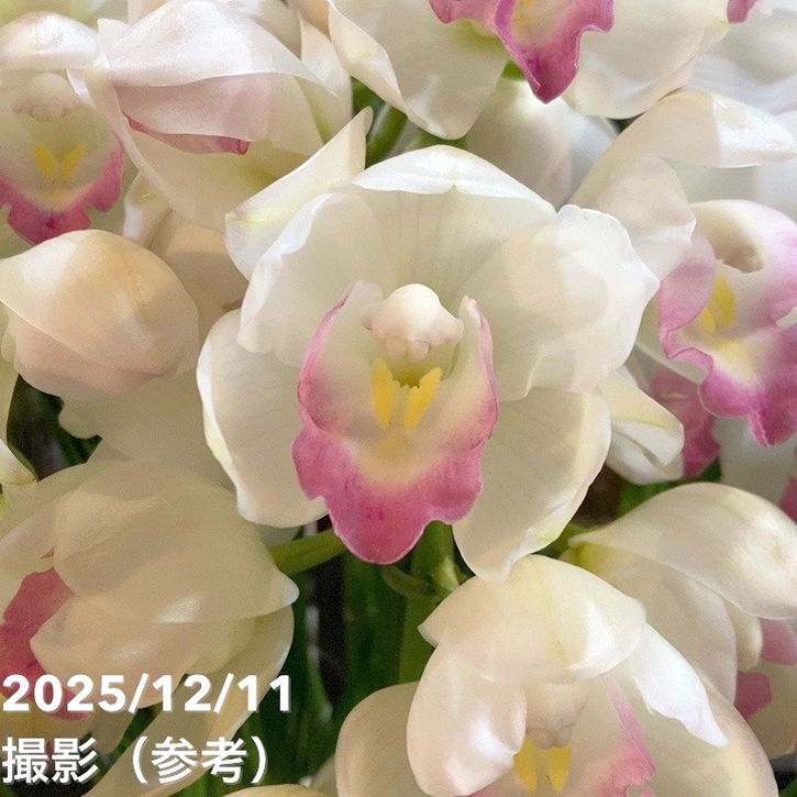 シンビジューム アーチ 7号陶器鉢 4本立 ピンクペルペチュエル｜s200