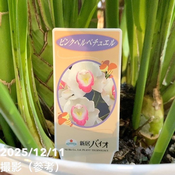 ☆シンビジューム☆ハートソング’キューティーハニー☆アーチ型☆6号鉢☆2F☆ シンビジューム アーチ 7号陶器鉢 3本立 エンザンスプリング