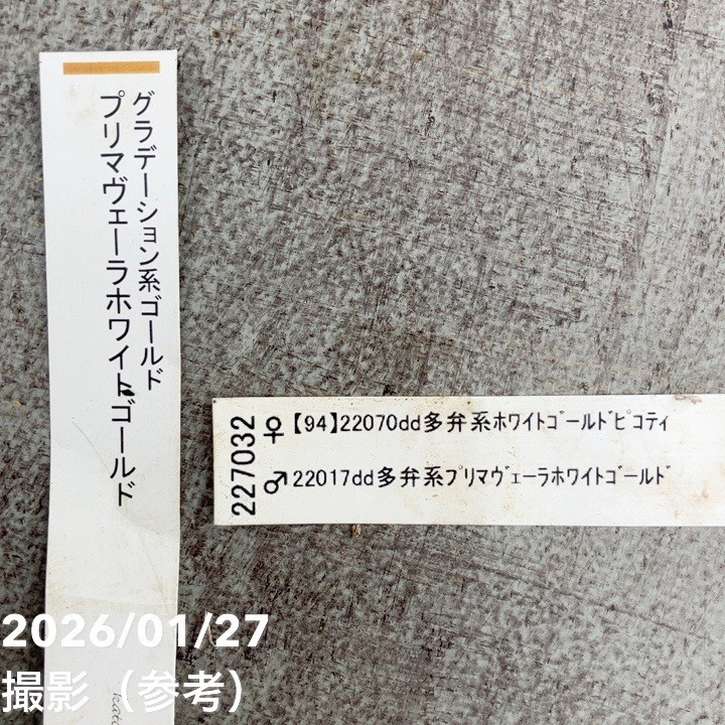 一点物】加藤農園 クリスマスローズ グラデーション系ゴールド