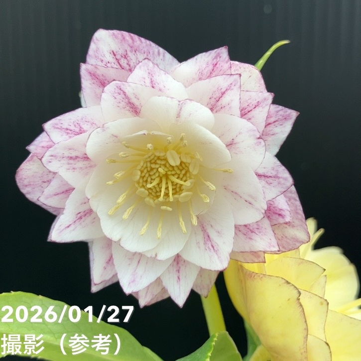 一点物】加藤農園 クリスマスローズ グラデーション系ゴールド