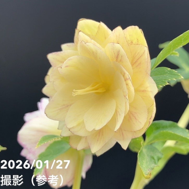 一点物】加藤農園 クリスマスローズ グラデーション系ゴールド