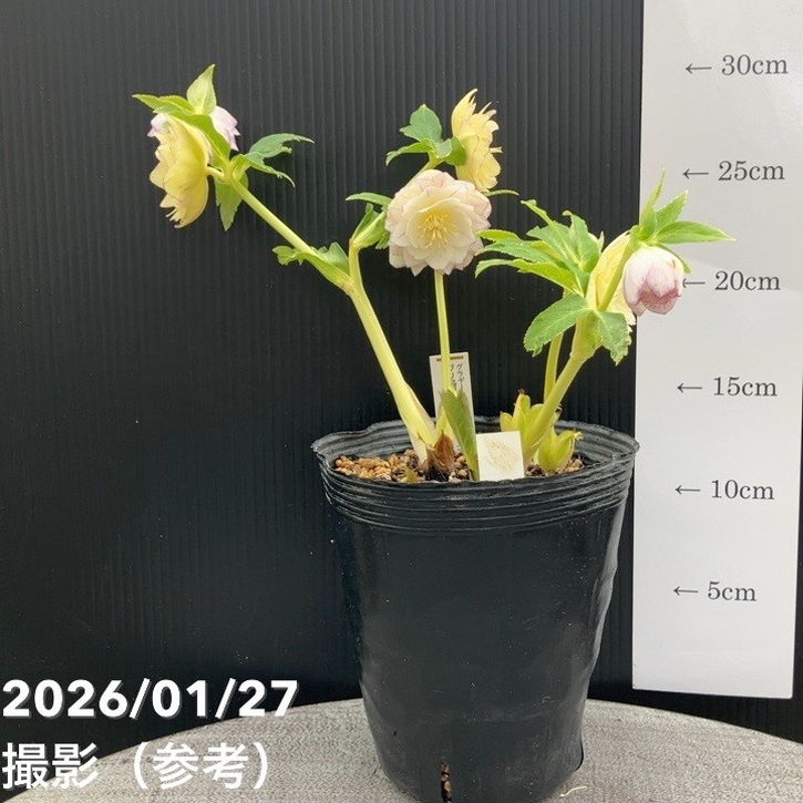 一点物】加藤農園 クリスマスローズ グラデーション系ゴールド