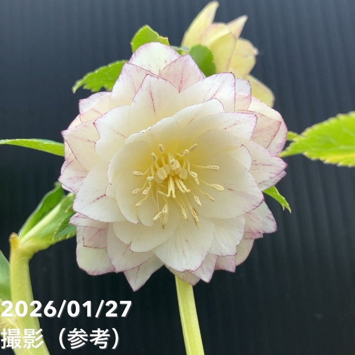 一点物】加藤農園 クリスマスローズ グラデーション系ゴールド