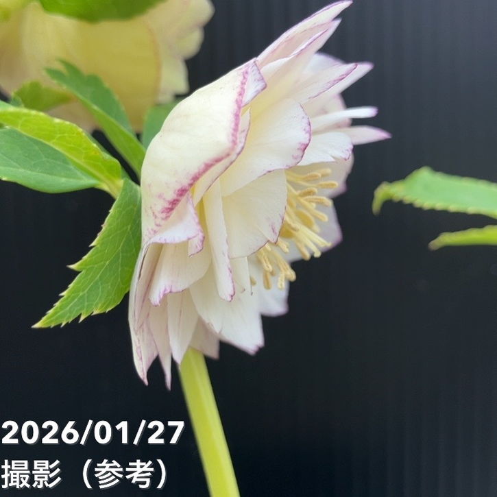 一点物】加藤農園 クリスマスローズ グラデーション系ゴールド