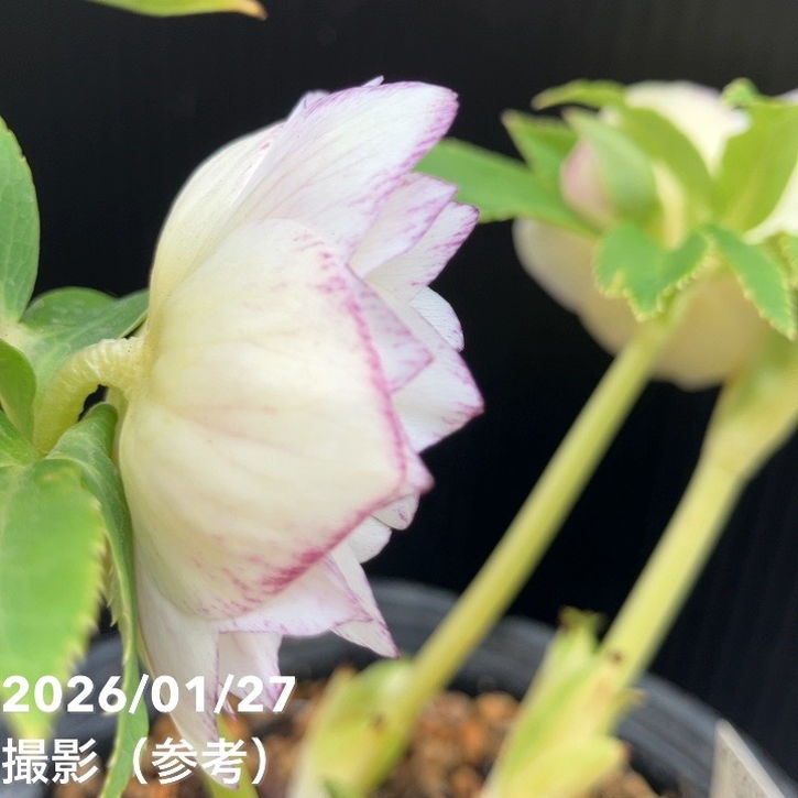 一点物】加藤農園 クリスマスローズ グラデーション系ゴールド