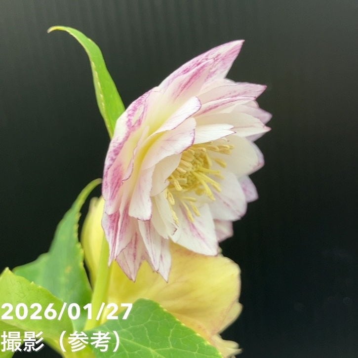 t*n様 クリスマスローズ 加藤農園 ddゴールドグラデーションミスト 株分け t*n様 クリスマスローズ 加藤農園 ddゴールドグラデーションミスト