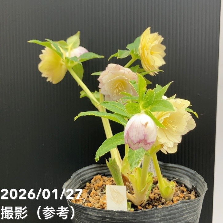 お買い得一点物咲き進み株】加藤農園 クリスマスローズ グラデーション