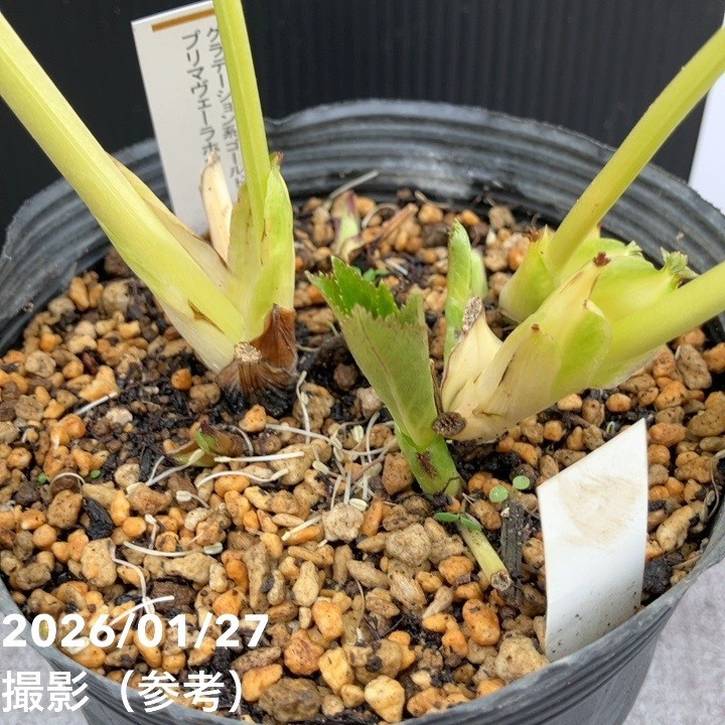 お買い得一点物咲き進み株】加藤農園 クリスマスローズ グラデーション